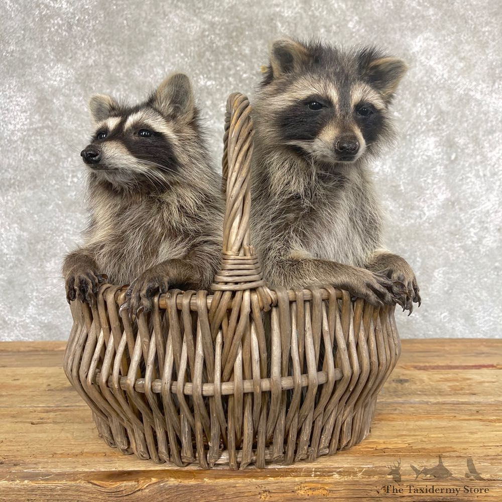Double Raccoon Life-Size Mount For Sale #24441 @ The Taxidermy Store