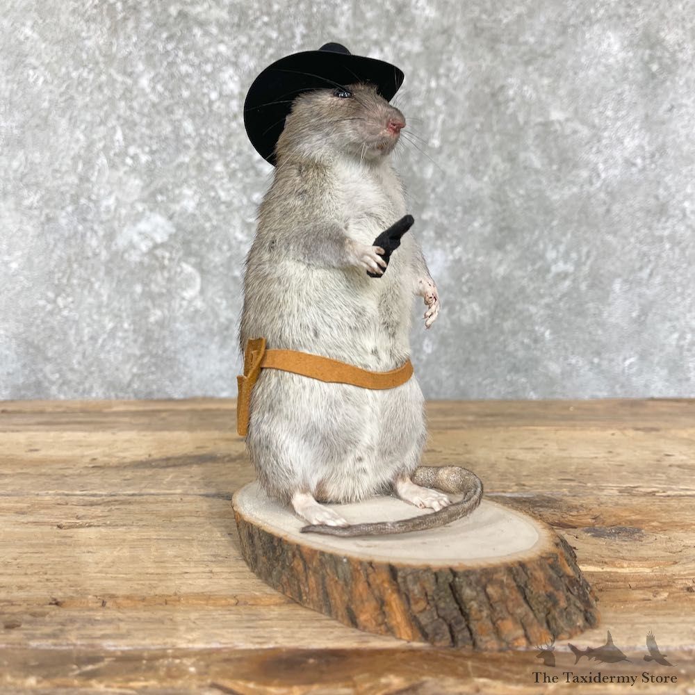 Cowboy Rat Novelty Mount For Sale #26414 @ The Taxidermy Store