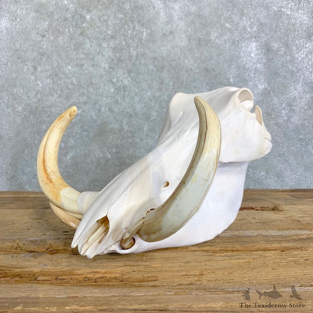 African Warthog Full Skull For Sale #22837 @ The Taxidermy Store