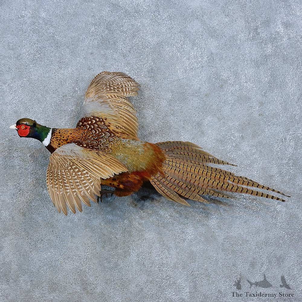 Ringneck Pheasant Bird Mount For Sale #15423 @ The Taxidermy Store