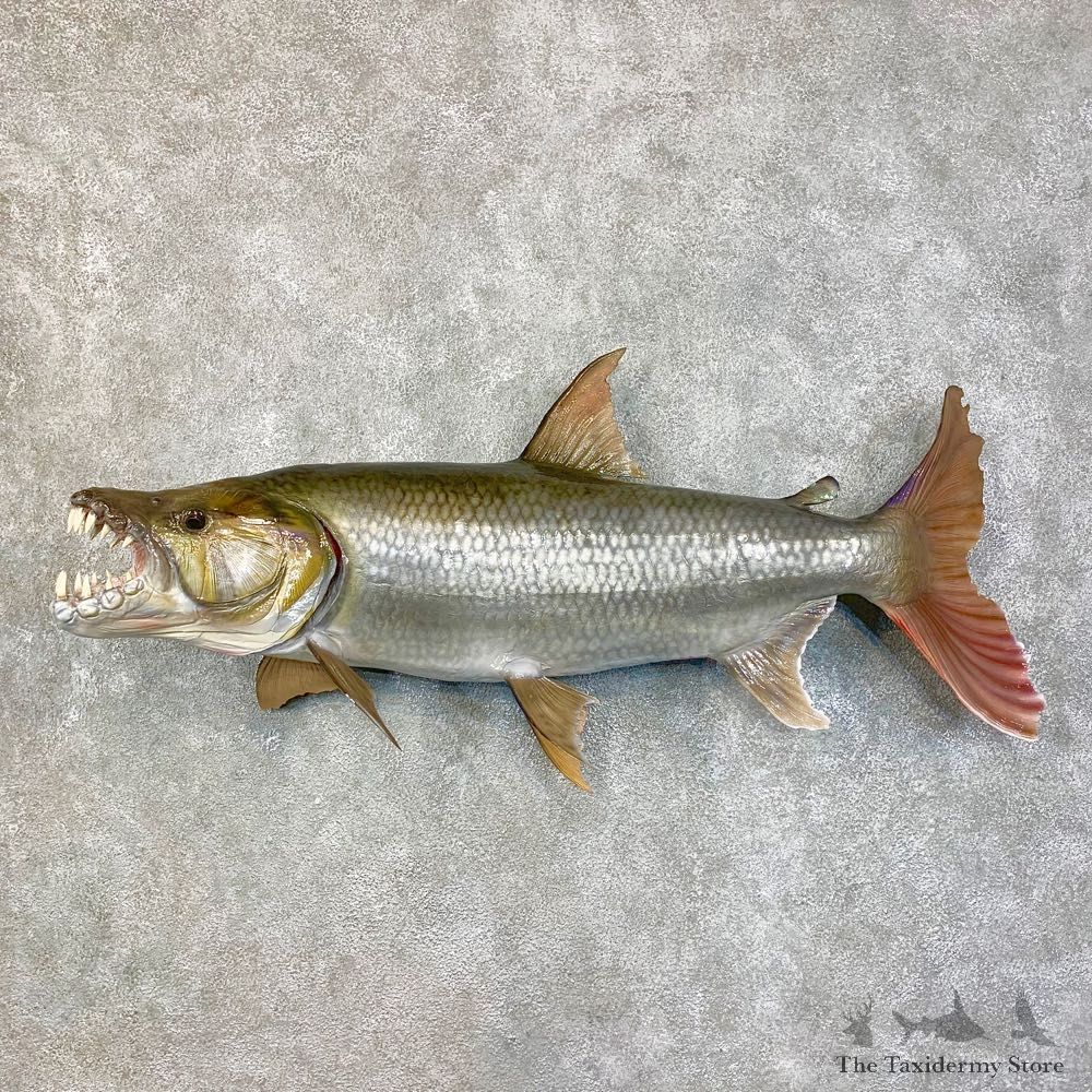 Reproduction Goliath Tigerfish Taxidermy Mount #22311 For Sale @ The Taxidermy Store