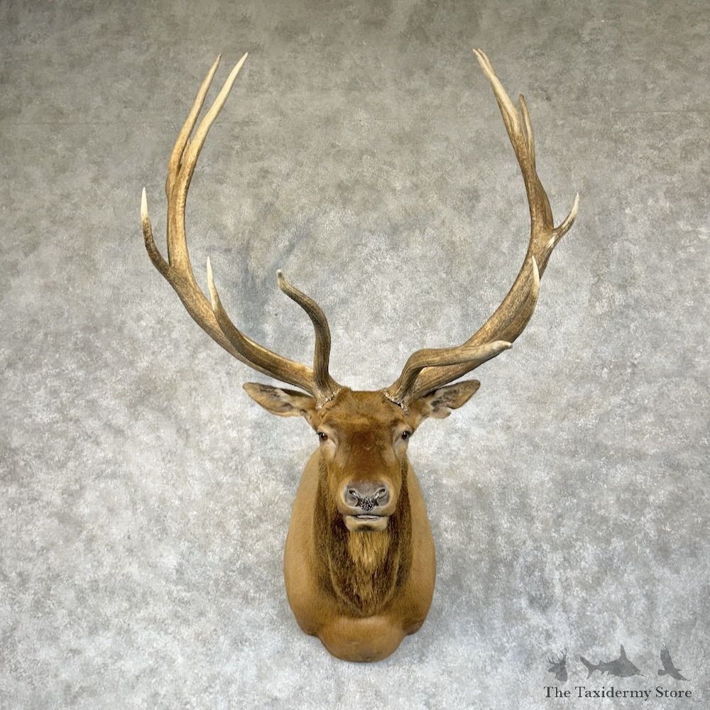 Rocky Mountain Elk Shoulder Mount For Sale #29607 @ The Taxidermy Store
