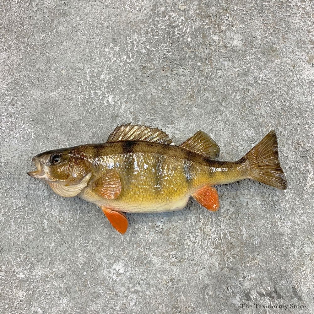 Yellow Perch Fish Mount For Sale #22499 @ The Taxidermy Store
