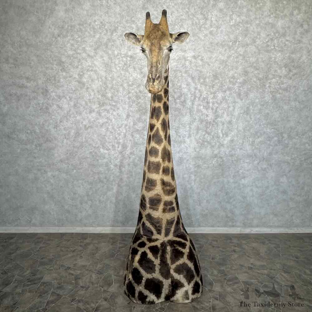 African Giraffe Pedestal Mount For Sale #32026 @ The Taxidermy Store