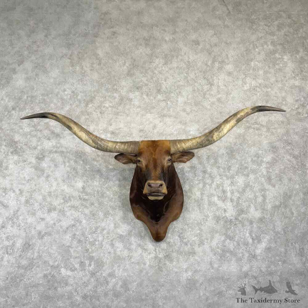 Longhorn Steer Shoulder Mount For Sale #31075 @ The Taxidermy Store