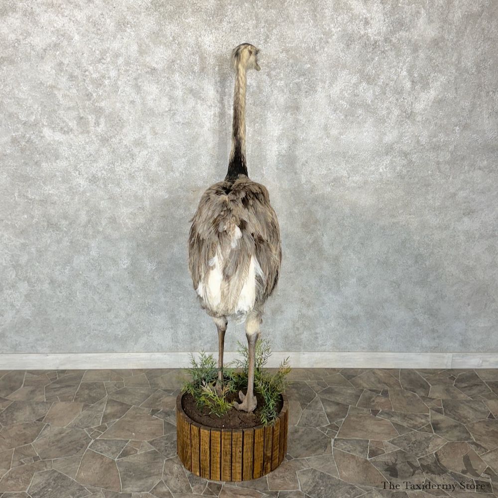 Greater Rhea Bird Mount For Sale #29650 @ The Taxidermy Store