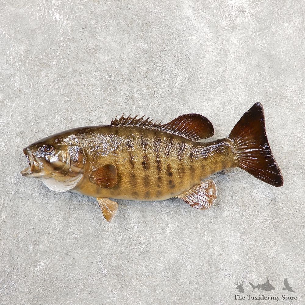 Smallmouth Bass Taxidermy Fish Mount #21096 For Sale @ The Taxidermy Store