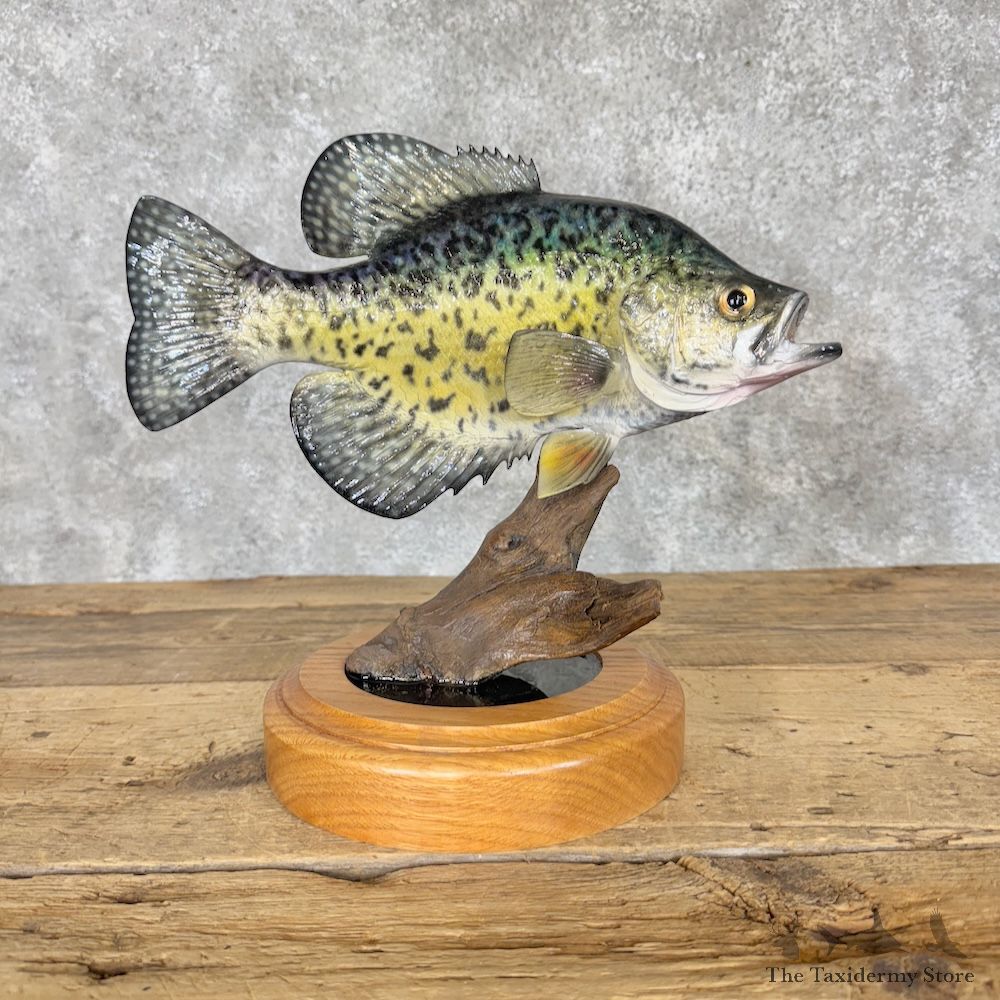 White Crappie Fish Mount For Sale #30202 @ The Taxidermy Store