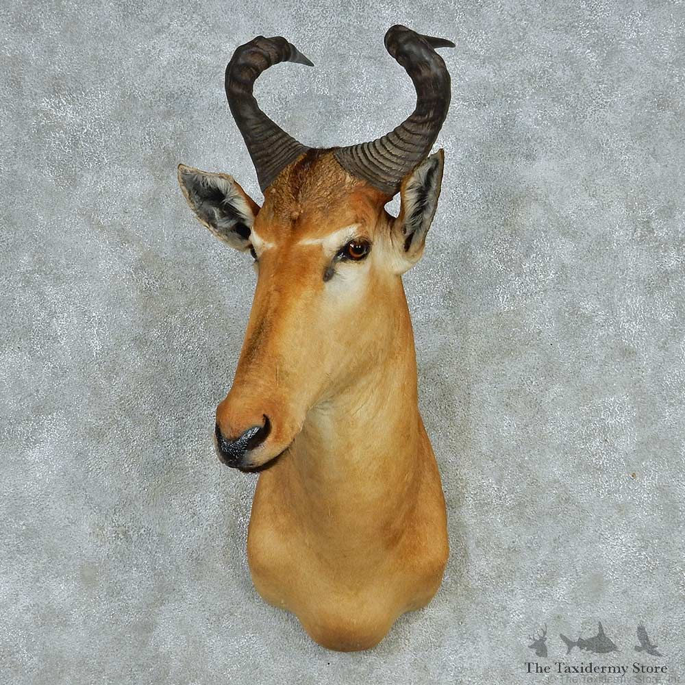 Western Hartebeest Shoulder Mount #13632 For Sale @ The Taxidermy Store