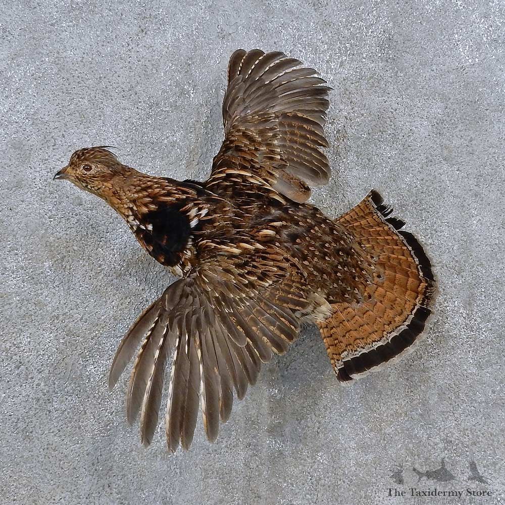 Ruffed Grouse Life-Size Mount For Sale #15232 @ The Taxidermy Store