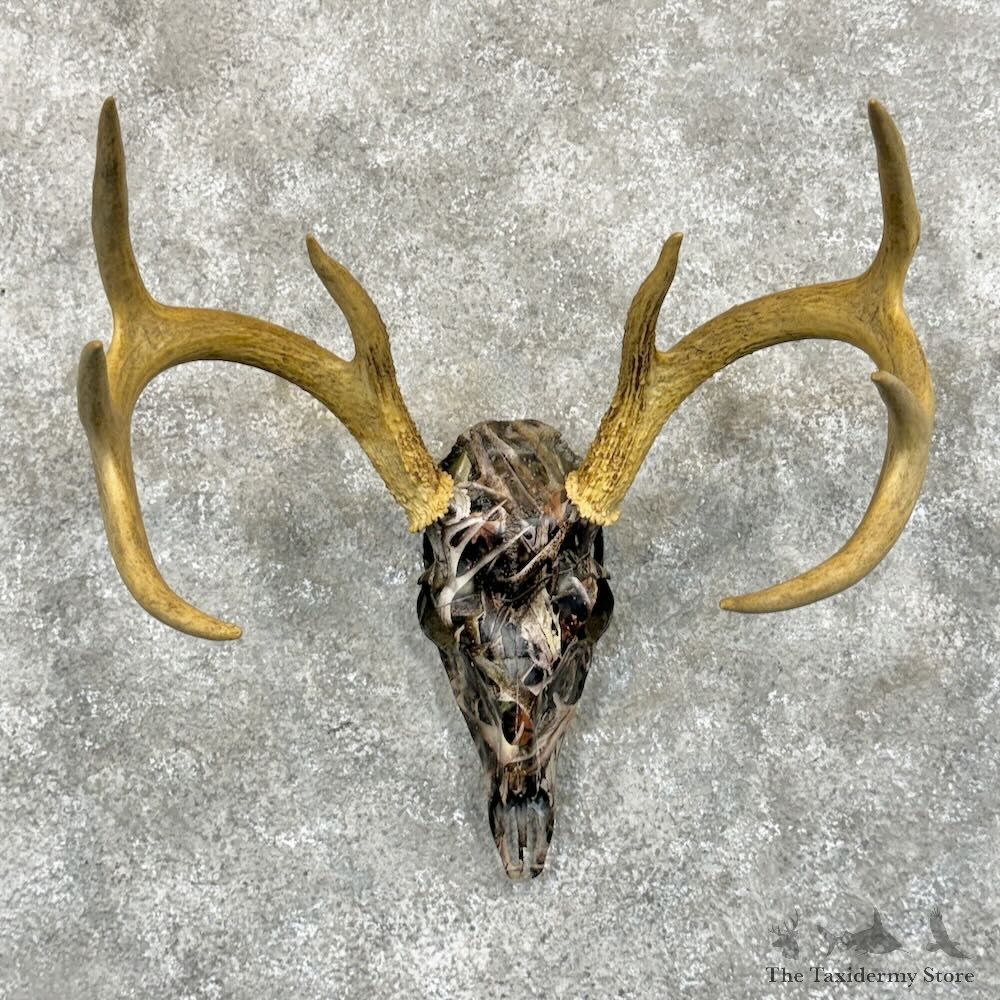 Whitetail Deer Skull Dipped Mount For Sale #29078 @ The Taxidermy Store