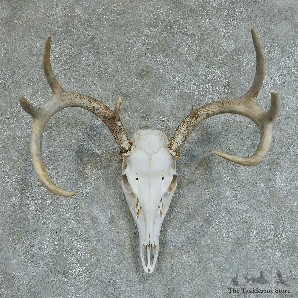 Whitetail Deer Skull & Antlers European Taxidermy Mount #13362 For Sale @ The Taxidermy Store
