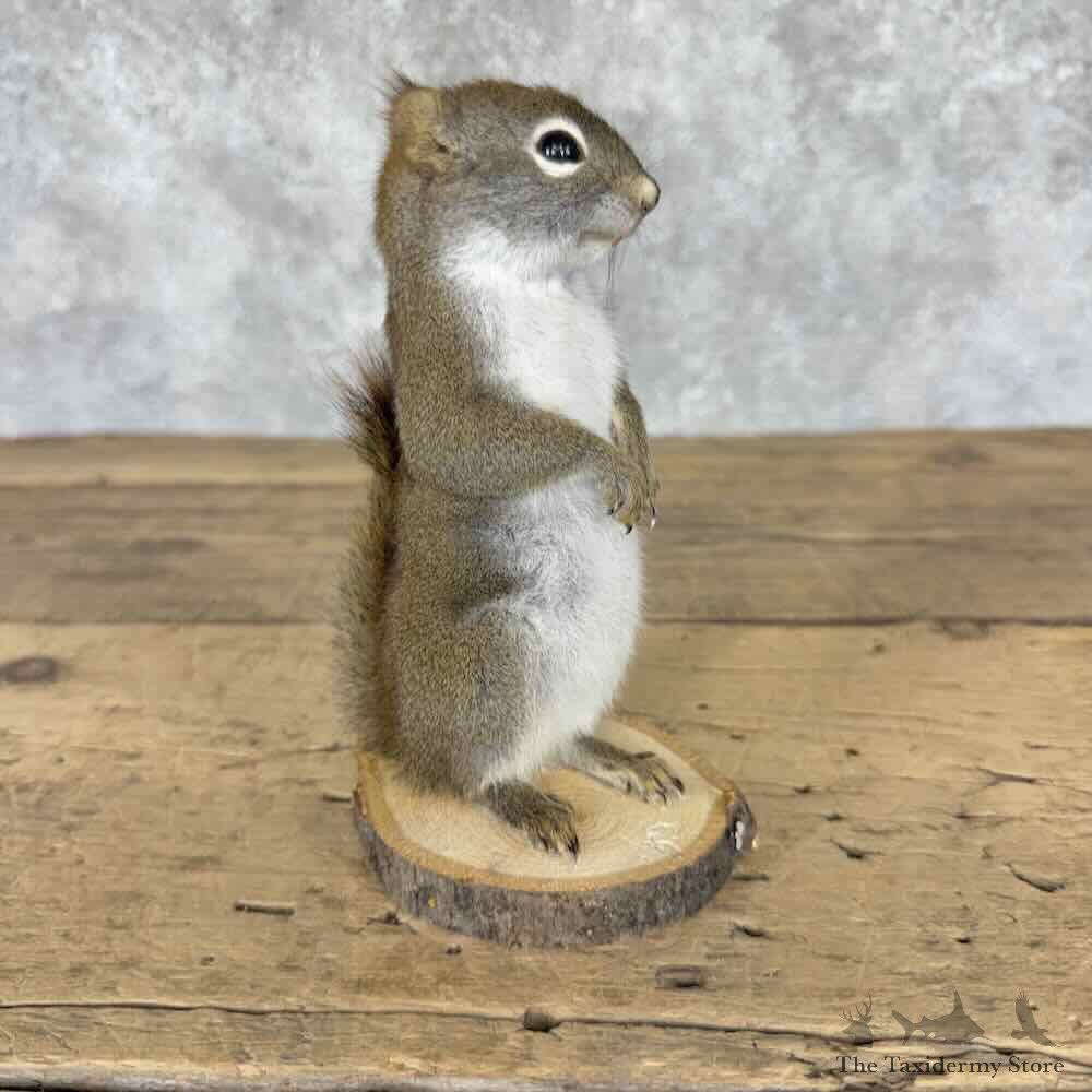 Red Pine Squirrel Novelty Mount For Sale #32265 @ The Taxidermy Store