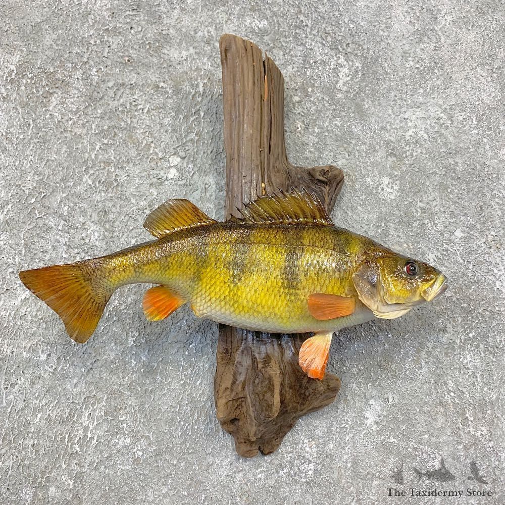 Yellow Perch Fish Mount For Sale #21419 @ The Taxidermy Store