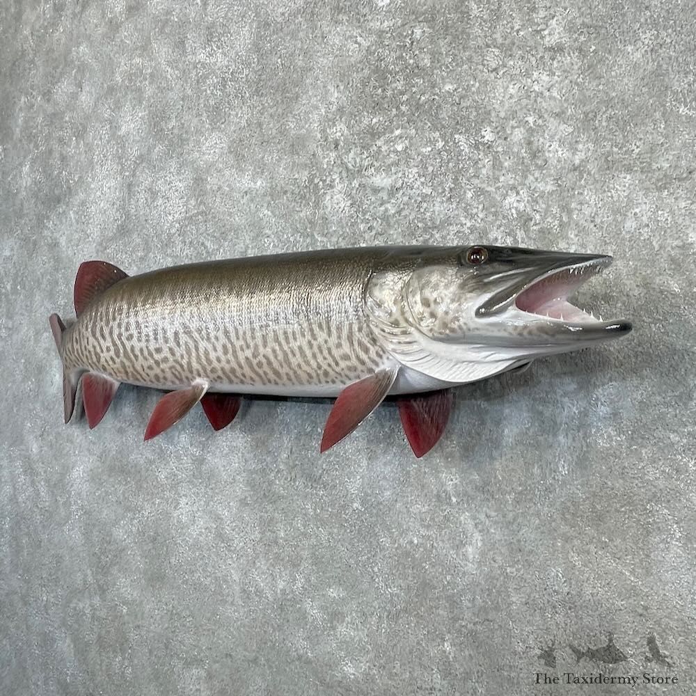 Reproduction Muskellunge Fish Mount For Sale #27232 @ The Taxidermy Store