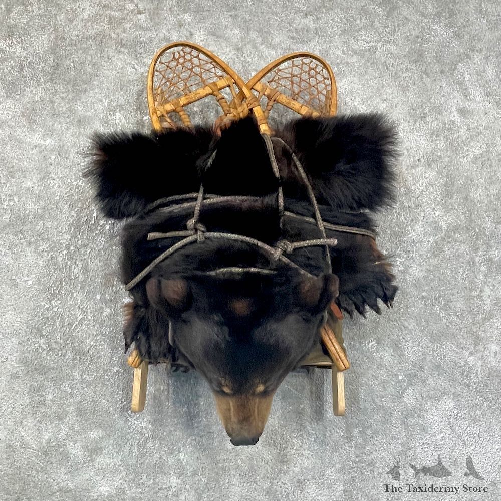 Black Bear Shoulder Taxidermy Mount For Sale #25684 @ The Taxidermy Store