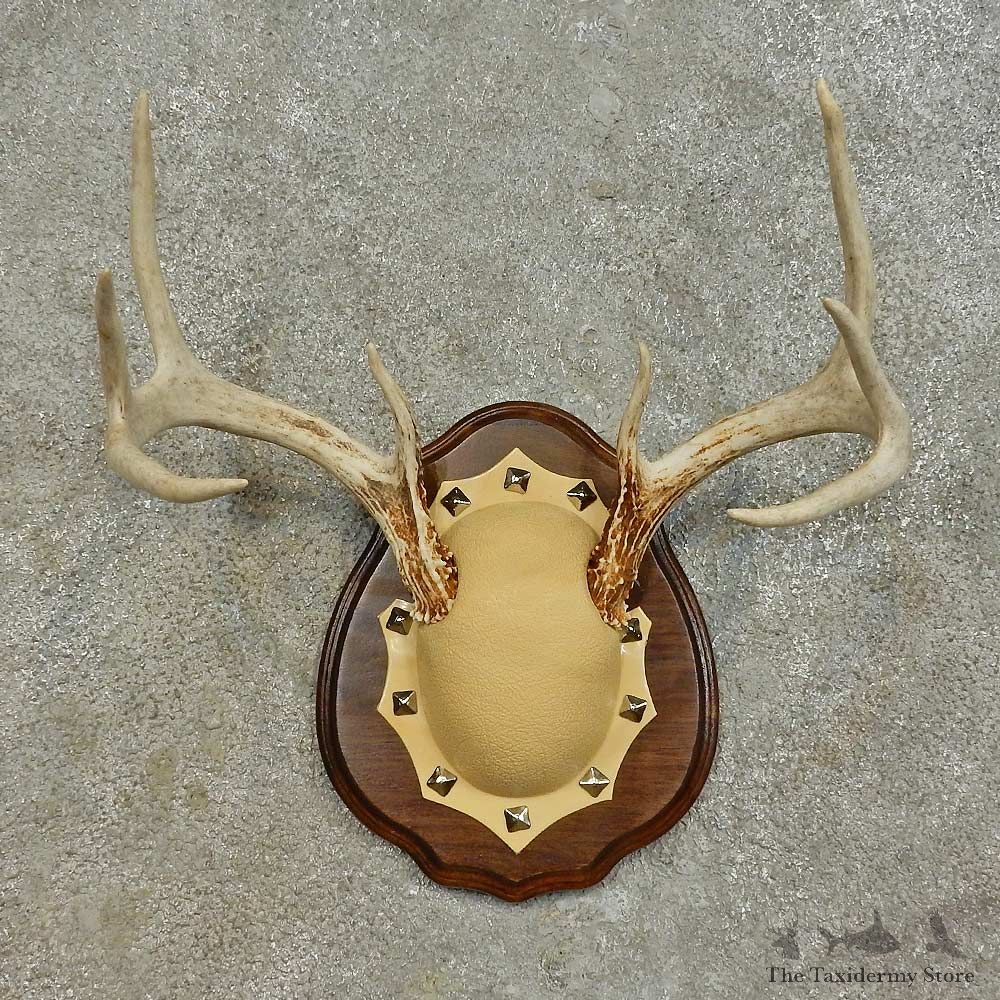 Whitetail Deer Antler Plaque Mount For Sale #16469 @ The Taxidermy Store