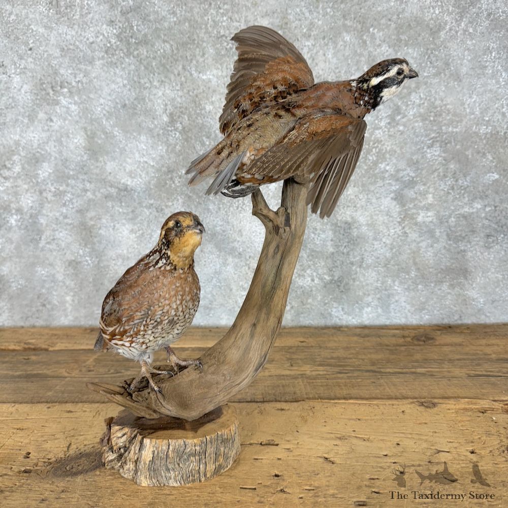 Bobwhite Quail Pair Bird Mount For Sale #29666 @ The Taxidermy Store