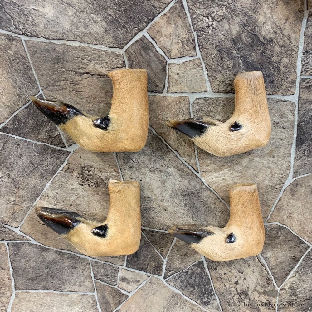 Deer Hoof Craft Pack For Sale #22020 @ The Taxidermy Store