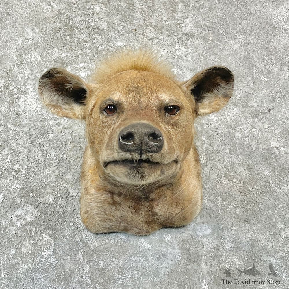 African Hyena Shoulder Mount #27101 For Sale @ The Taxidermy Store