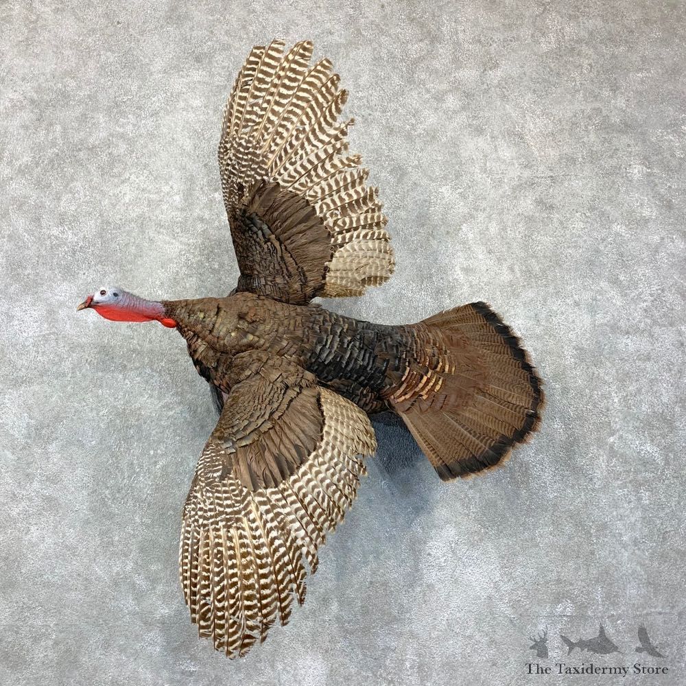 Eastern Turkey Bird Mount For Sale #23139 @ The Taxidermy Store