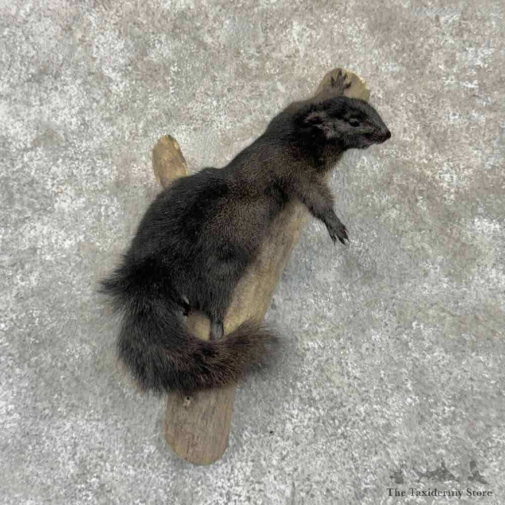Black Squirrel Life Size Mount For Sale #32256 @ The Taxidermy Store