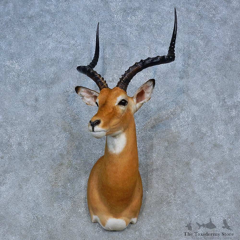 African Impala Shoulder Mount For Sale #15300 @ The Taxidermy Store