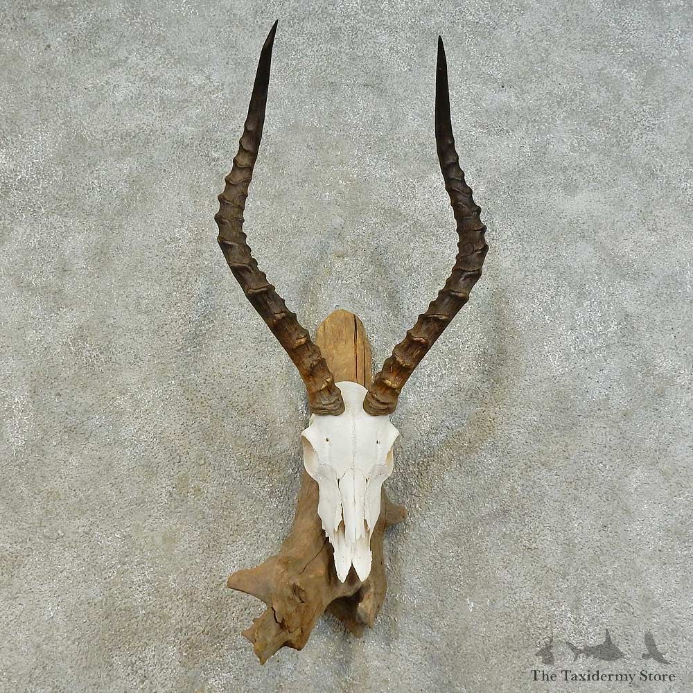Impala Skull & Horn European Mount For Sale #16368 @ The Taxidermy Store