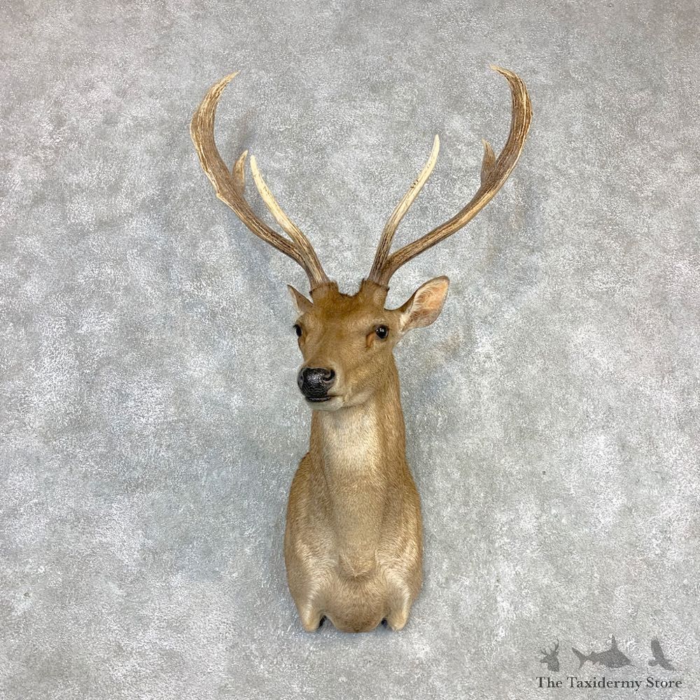 Rusa Deer Taxidermy Shoulder Mount #21989 For Sale @ The Taxidermy Store