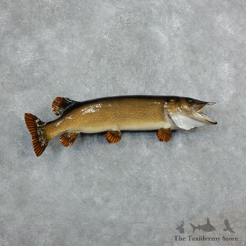 Northern Pike Fish Taxidermy Mount For Sale #18234 @ The Taxidermy Store