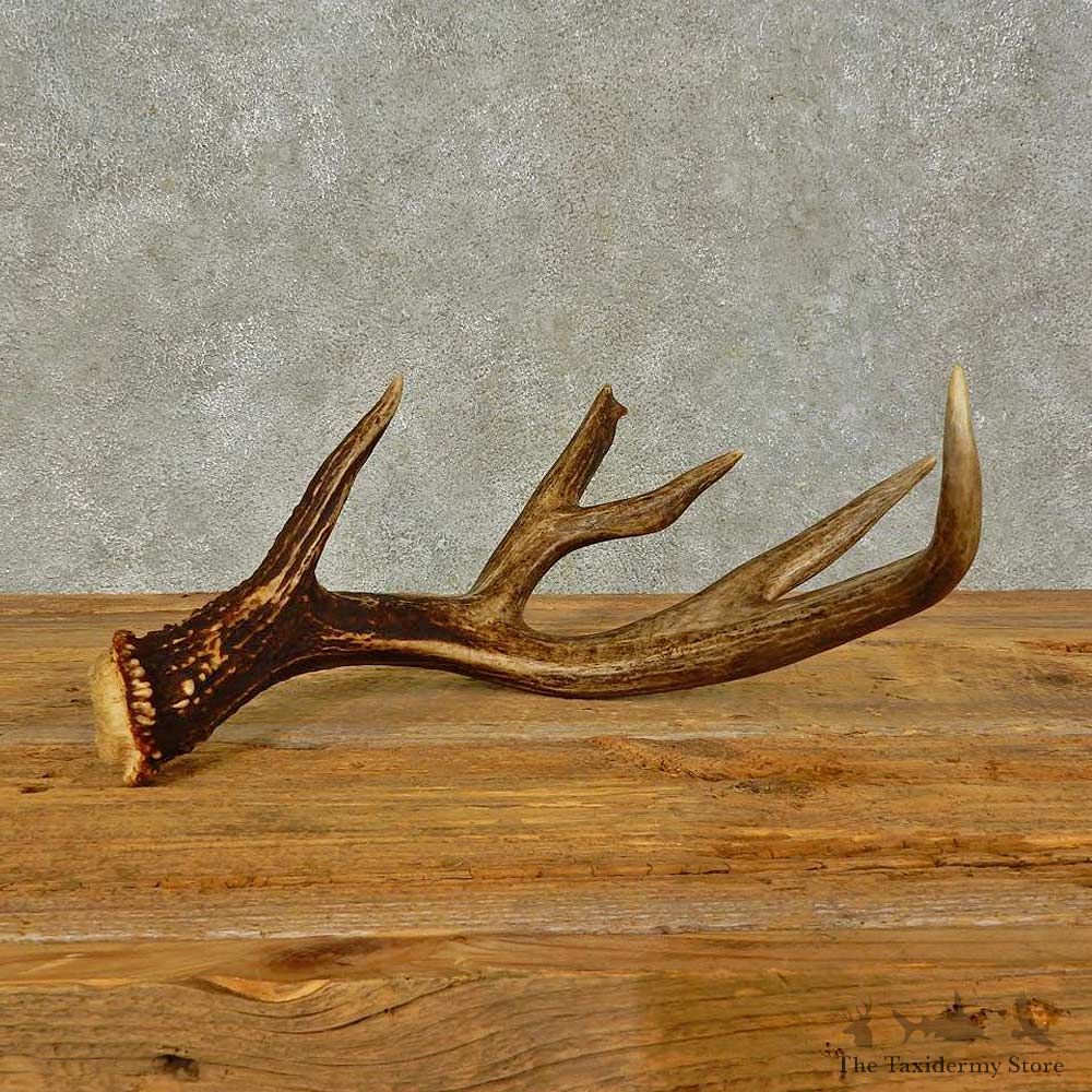 Whitetail Deer Antler Shed For Sale #16440 @ The Taxidermy Store