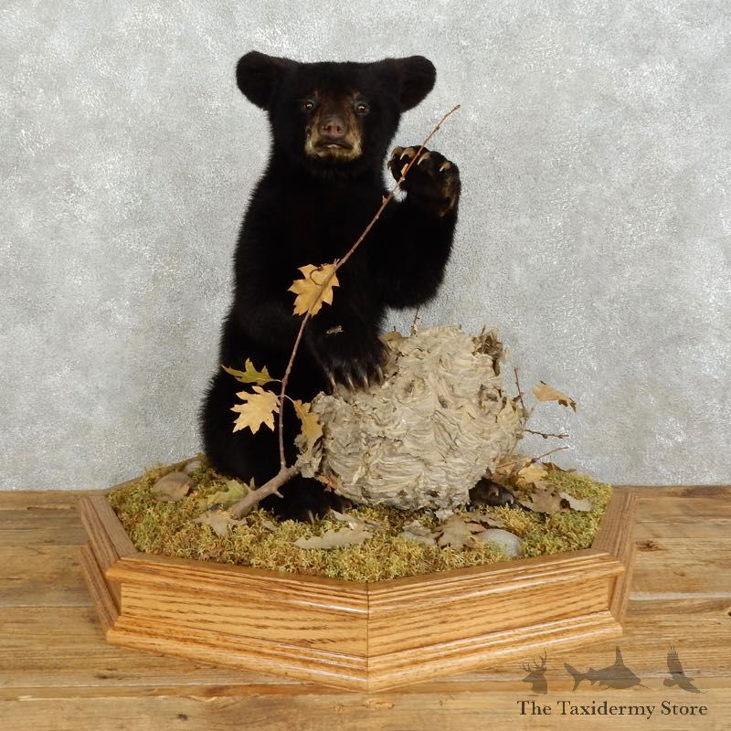 Sitting Black Bear Cub Mount #17536 For Sale @ The Taxidermy Store