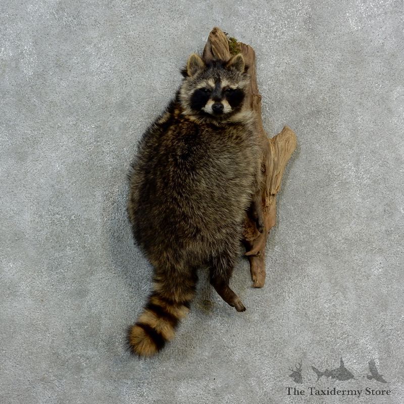 Wall-Hanging Raccoon Mount For Sale #17143 @ The Taxidermy Store