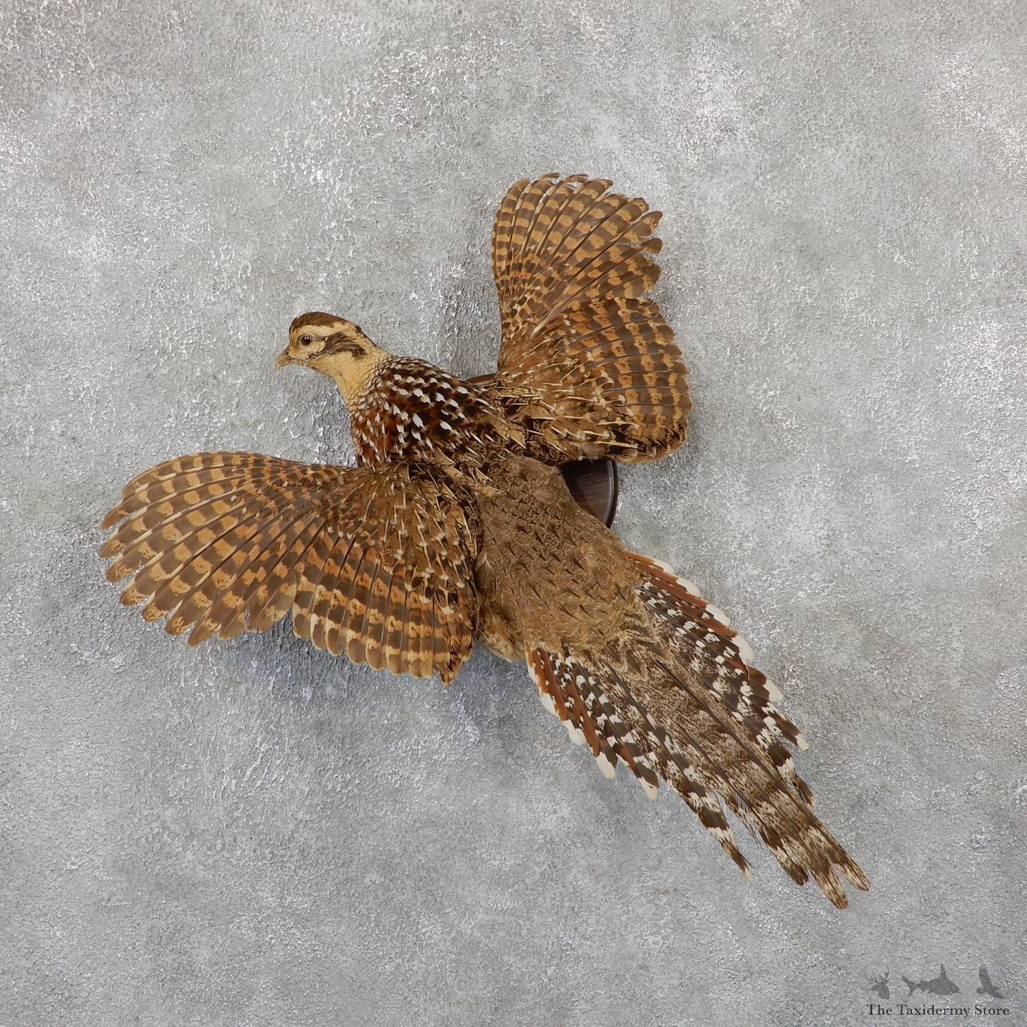 Reeves Hen Pheasant Bird Mount For Sale #19339 @ The Taxidermy Store