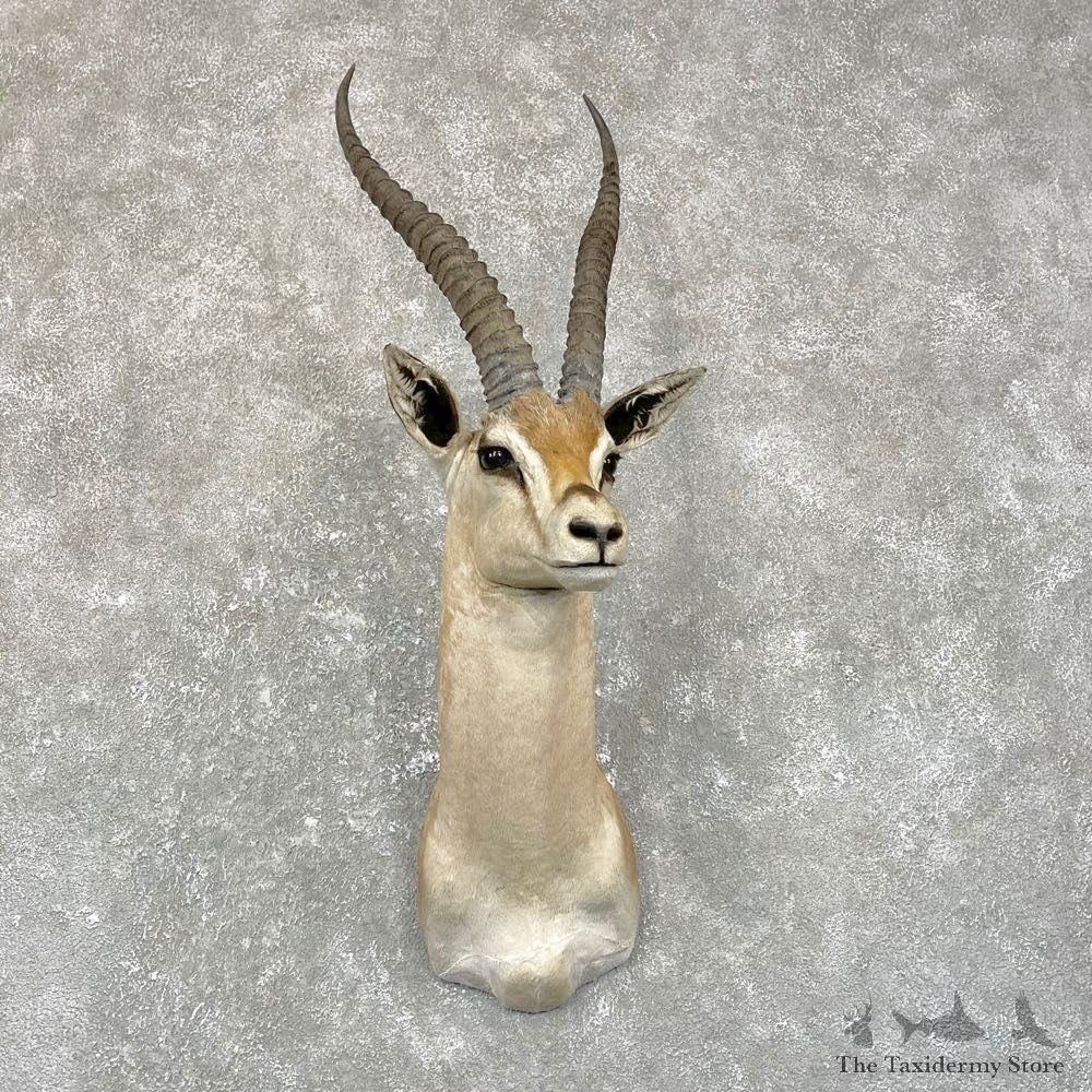 Southern Grant’s Gazelle Shoulder Mount #24949 For Sale @ The Taxidermy Store