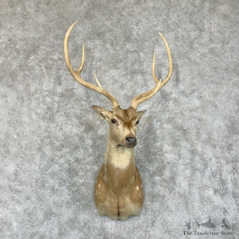 Axis Deer Shoulder Mount For Sale #29447 @ The Taxidermy Store