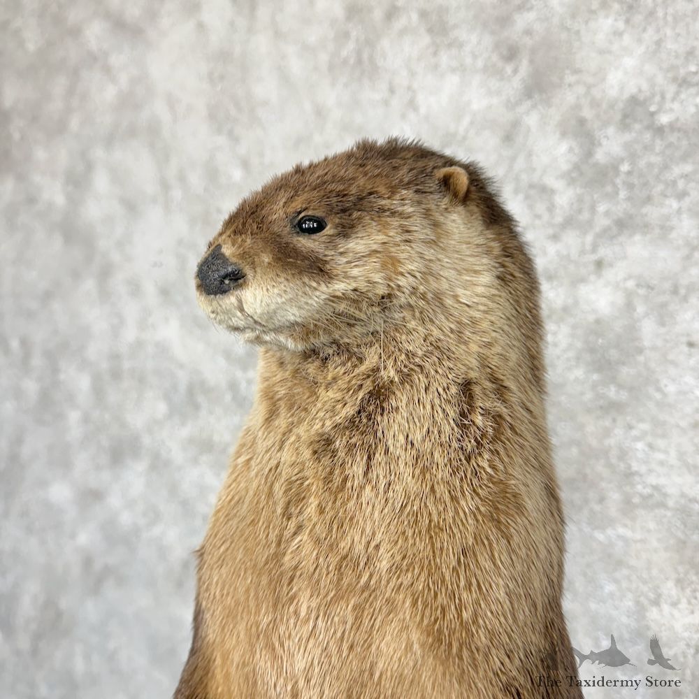 River Otter Life-Size Mount For Sale #29261 @ The Taxidermy Store