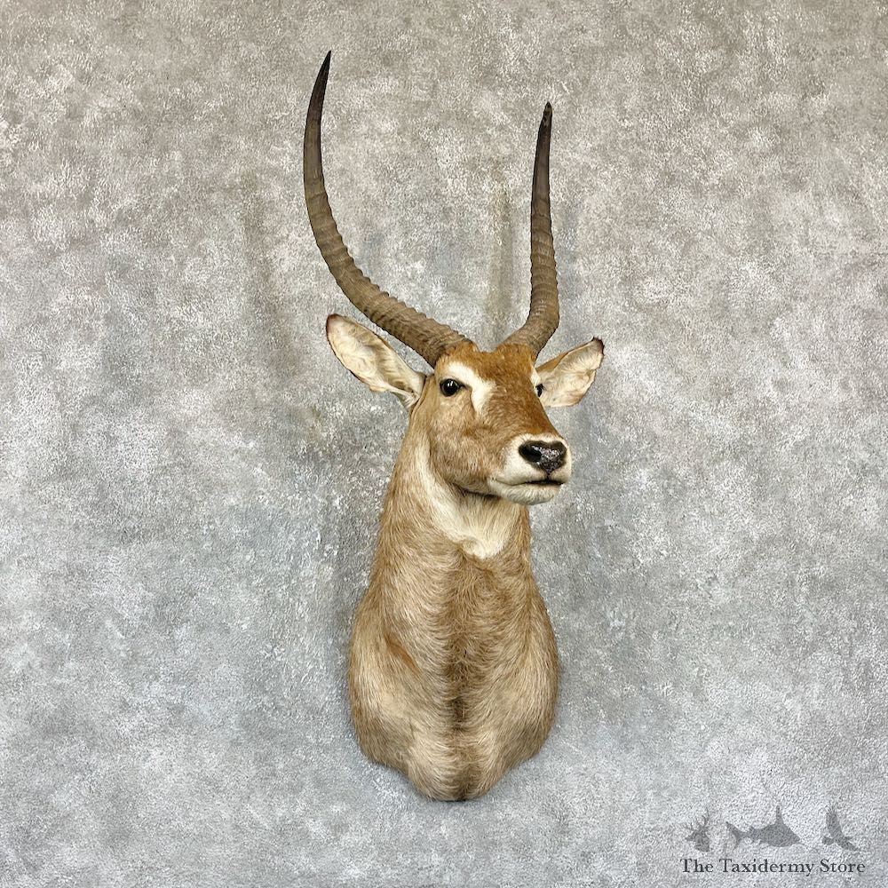 Common Waterbuck Shoulder Mount For Sale #26334 @ The Taxidermy Store