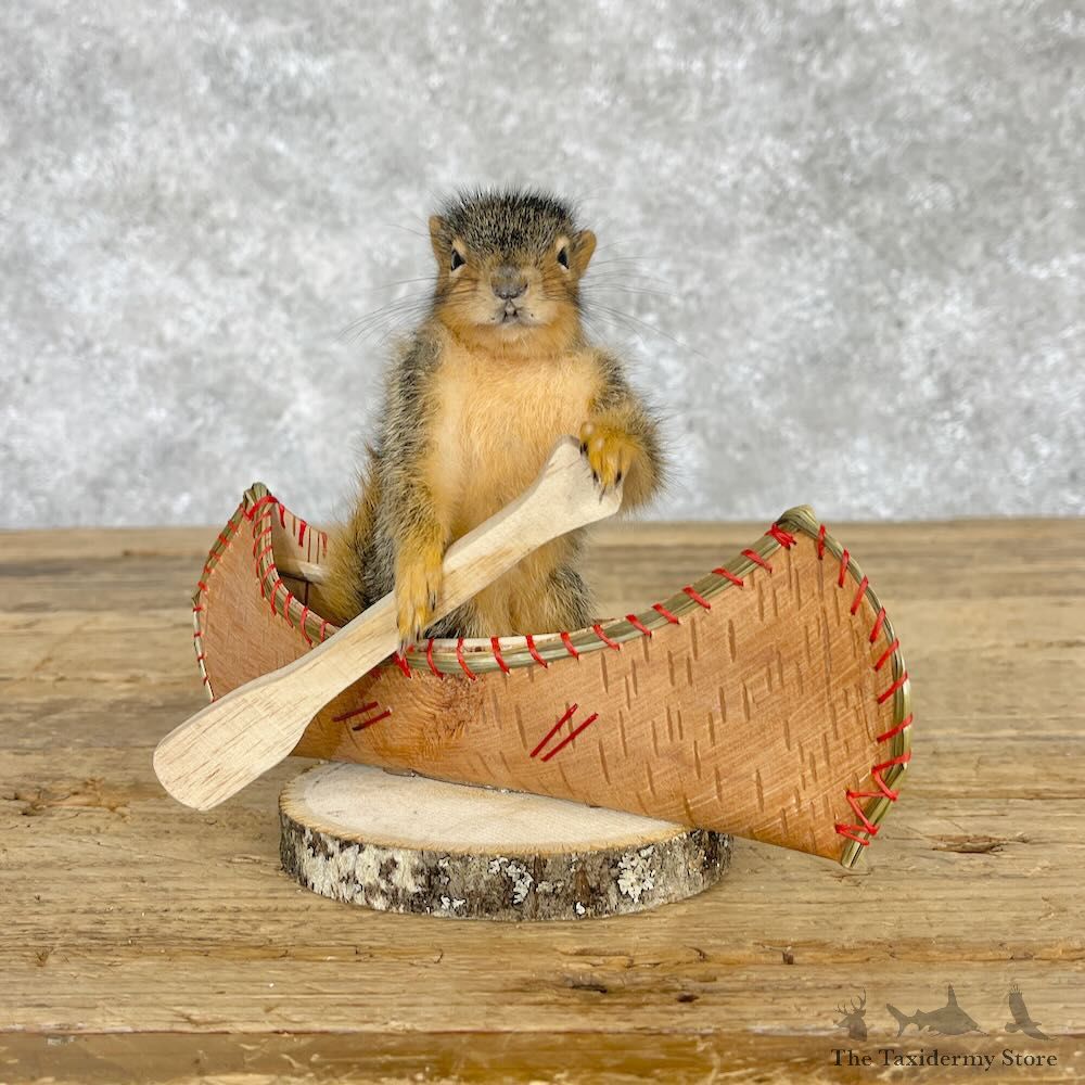 Novelty Baby Fox Squirrel Mount For Sale #28585 @ The Taxidermy Store