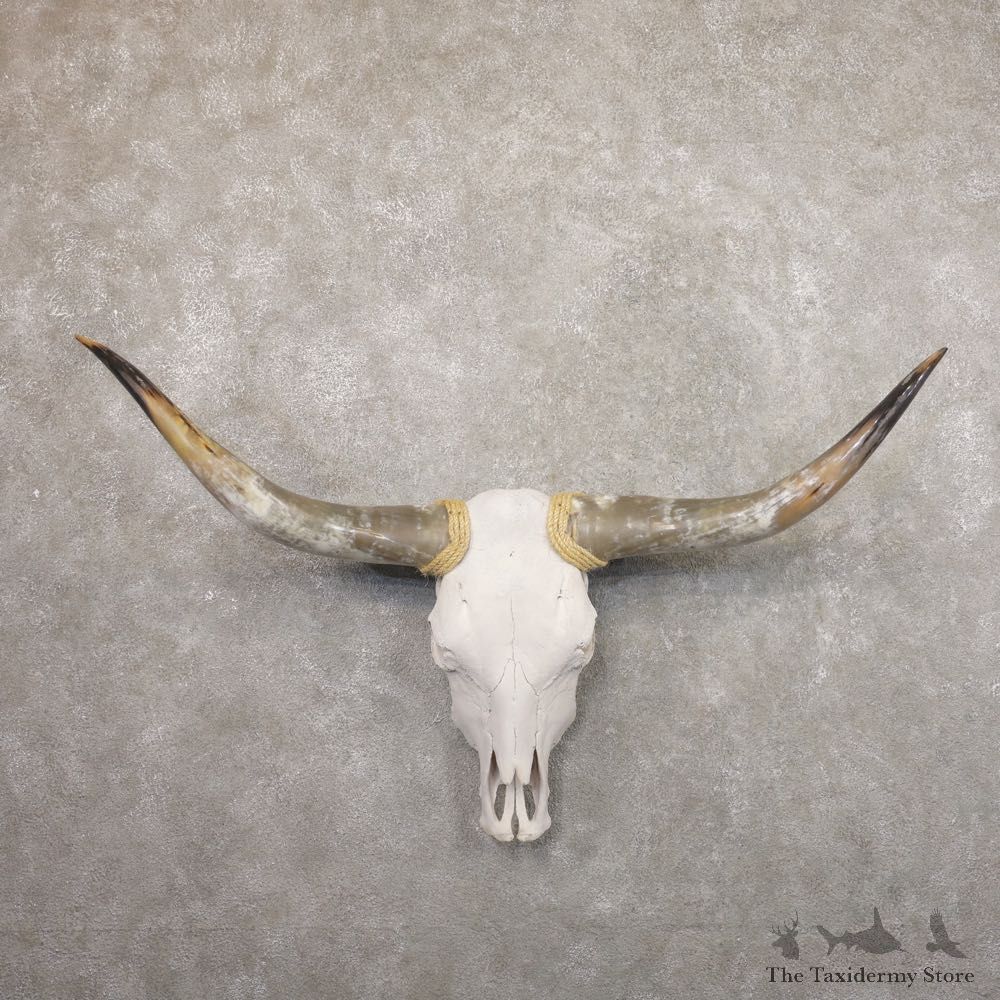 Longhorn Steer Skull European Mount For Sale #22187 @ The Taxidermy Store