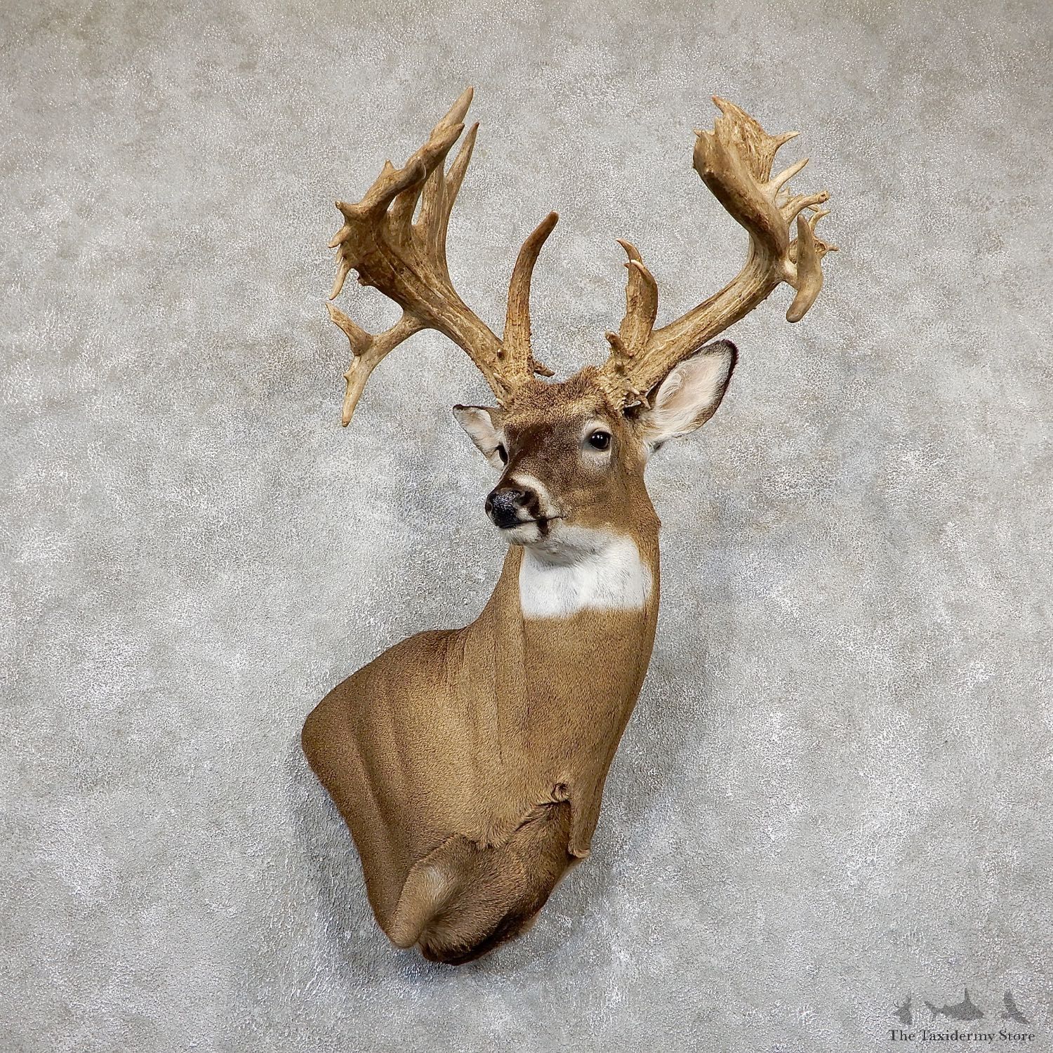 Whitetail Deer Shoulder Mount For Sale #19495 @ The Taxidermy Store