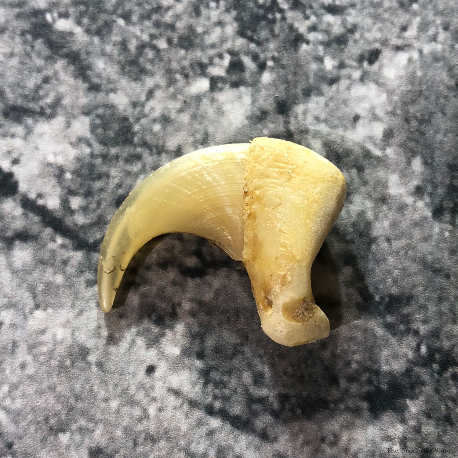 Mountain Lion Cougar Taxidermy Authentic Claw For Sale #19364 @ The Taxidermy Store