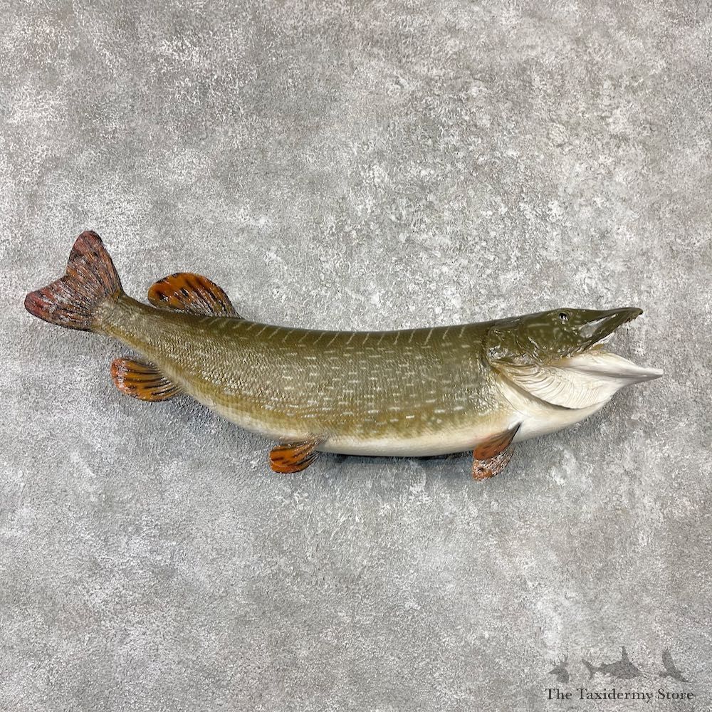 Northern Pike Fish Taxidermy Mount For Sale #26145 @ The Taxidermy Store