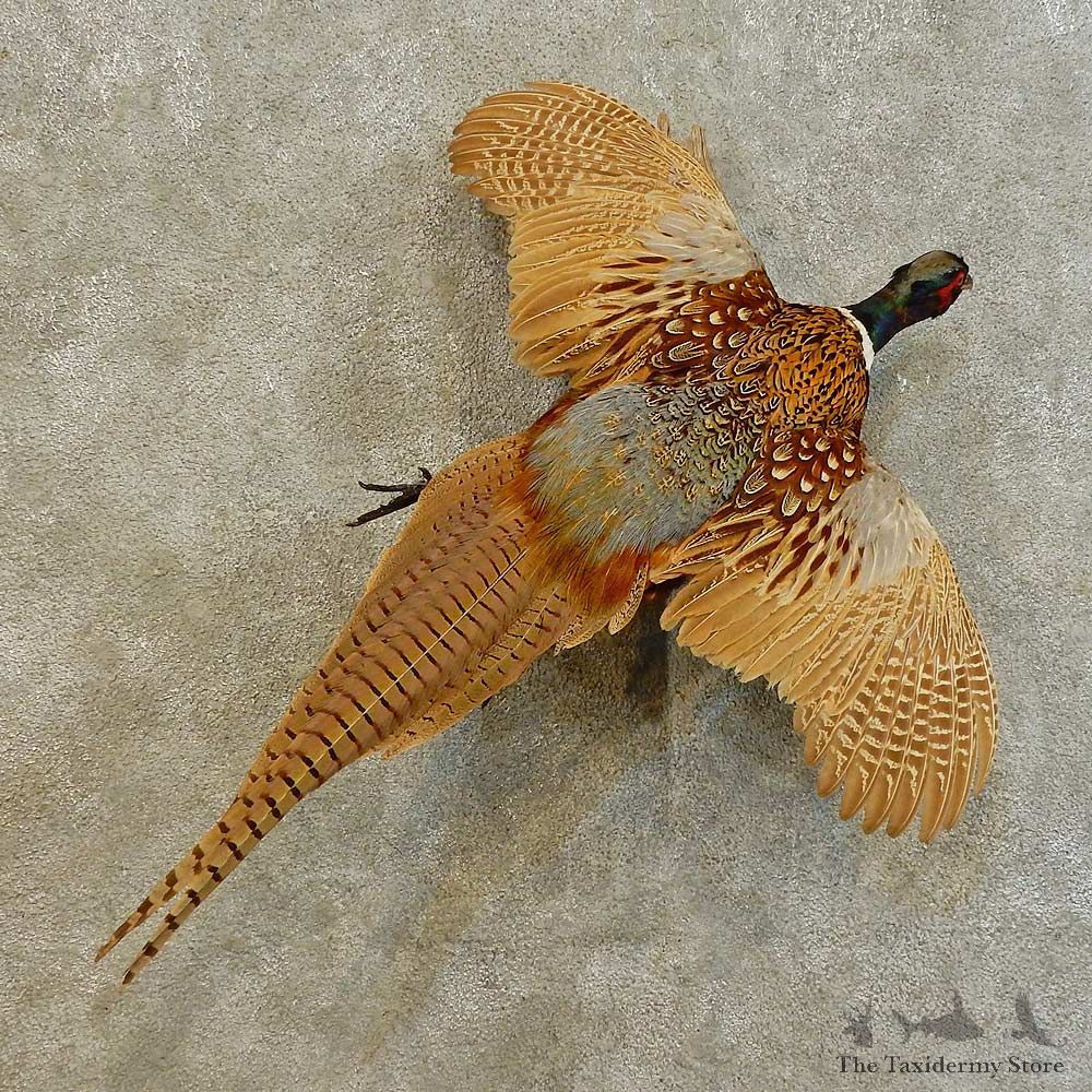 Ringneck Pheasant Bird Mount For Sale #16539 @ The Taxidermy Store