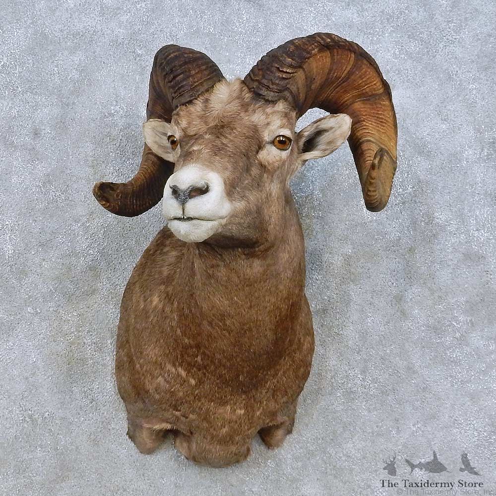 Bighorn Sheep Shoulder Mount For Sale #15012 @ The Taxidermy Store