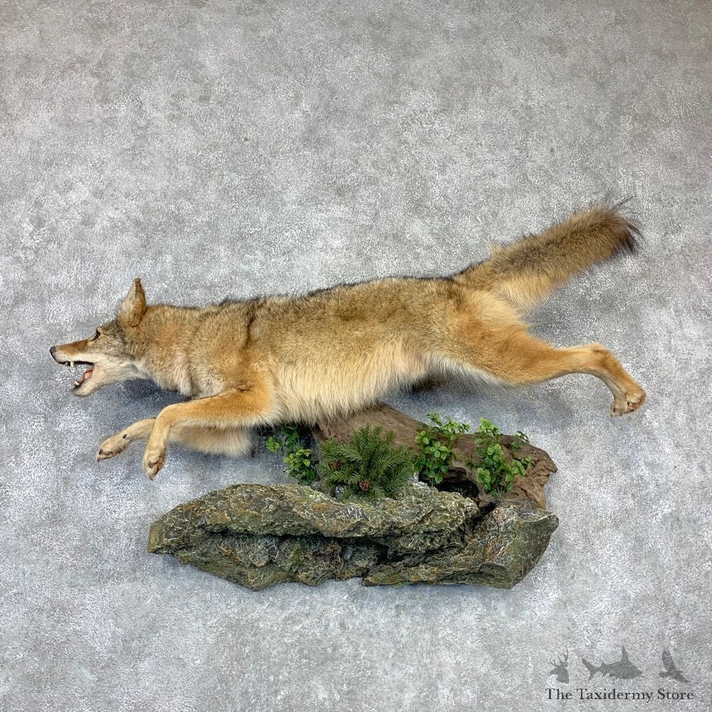 Coyote Life-Size Mount #23134 For Sale @ The Taxidermy Store