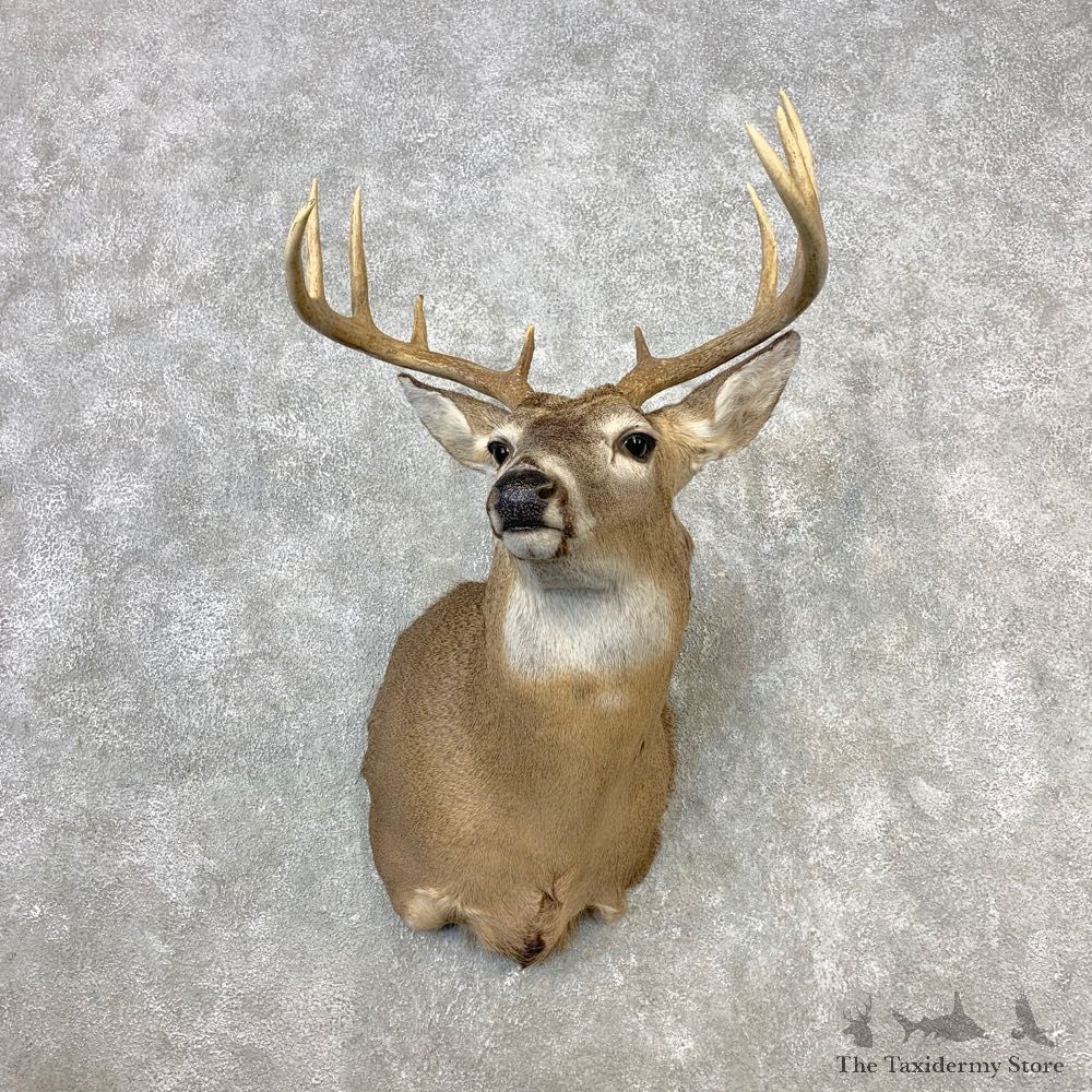 Whitetail Deer Shoulder Mount #21657 For Sale - The Taxidermy Store