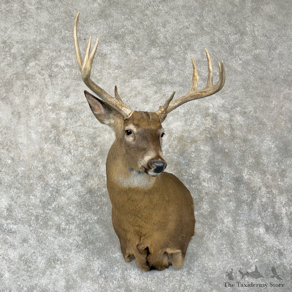 Whitetail Deer Shoulder Mount For Sale #29287 - The Taxidermy Store