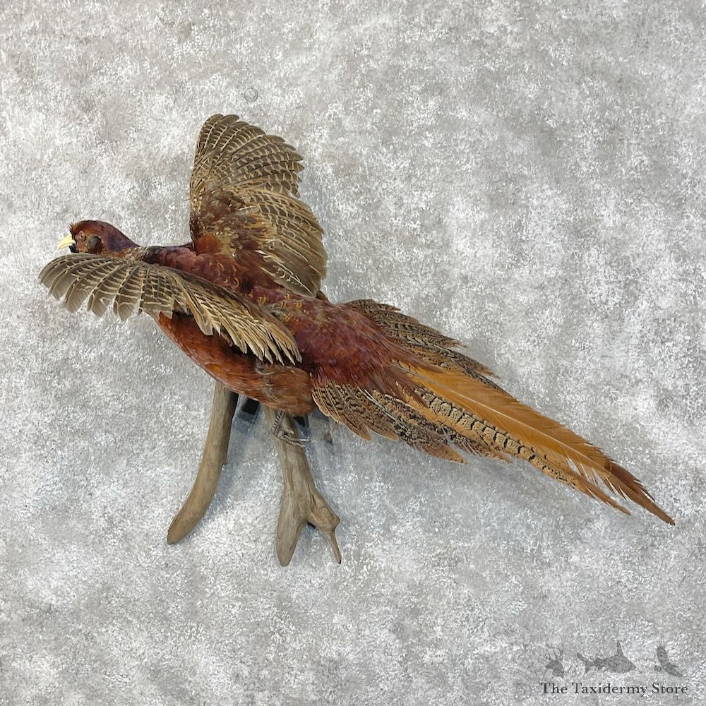 Copper/Reeves Cross Pheasant Bird Mount For Sale #28427 @ The Taxidermy Store
