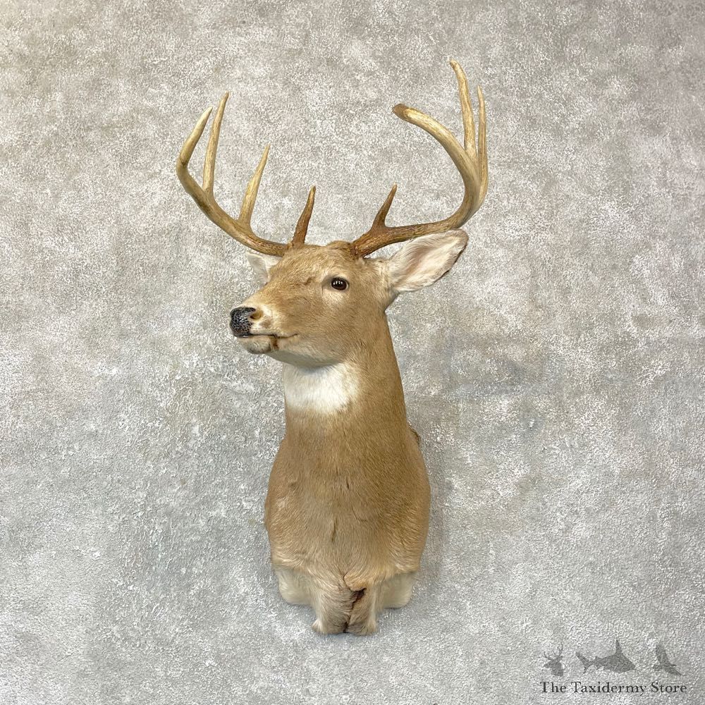 Whitetail Deer Shoulder Mount For Sale #24732 @ The Taxidermy Store